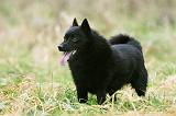 SCHIPPERKE 844